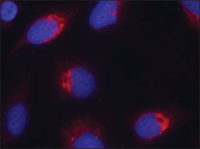 Anti-EFNB2 (Ab-330) antibody produced in rabbit