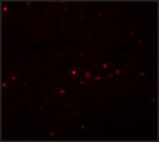 Anti-EFHD1 antibody produced in rabbit