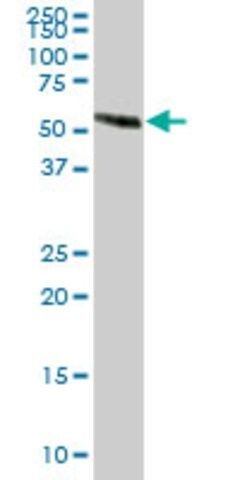 Anti-EFEMP2 antibody produced in mouse