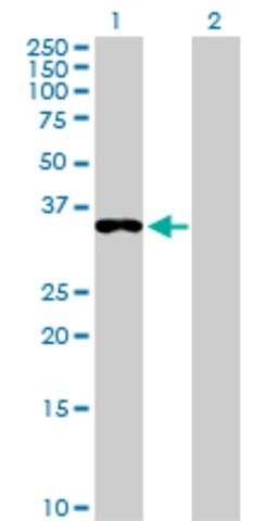 Anti-EEF1D antibody produced in rabbit