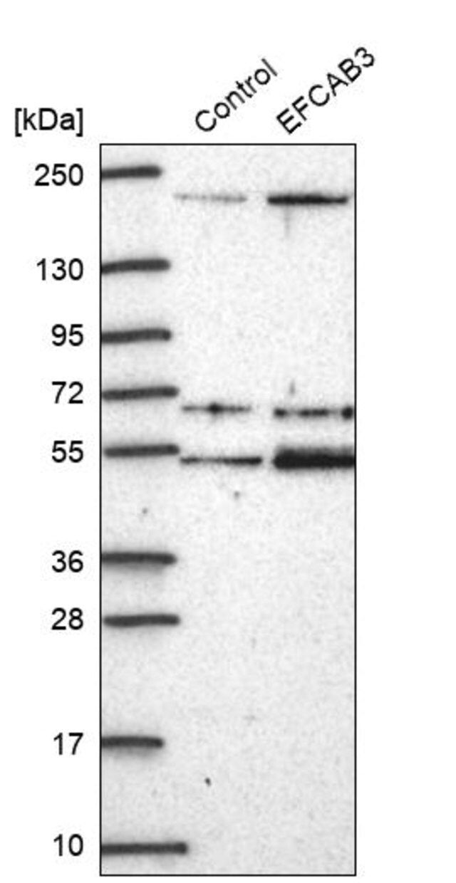 Anti-EFCAB3 antibody produced in rabbit