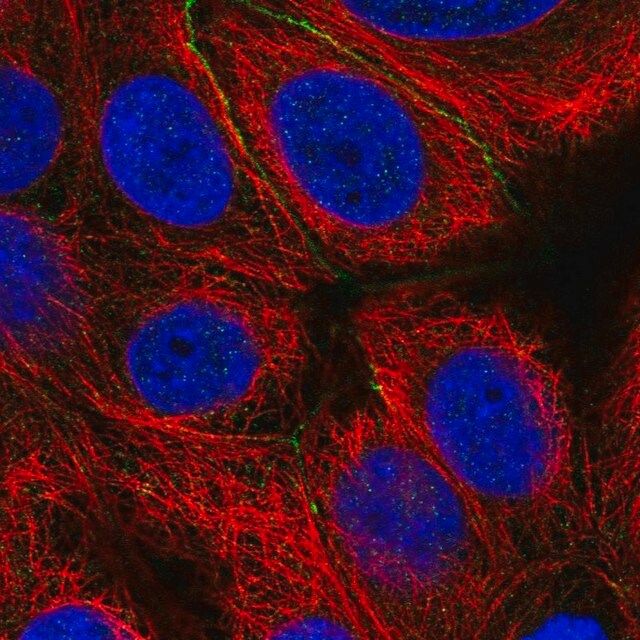 Anti-EFCAB11 antibody produced in rabbit