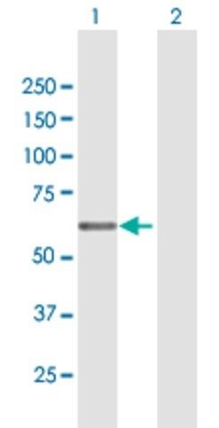 Anti-EGR2 antibody produced in mouse