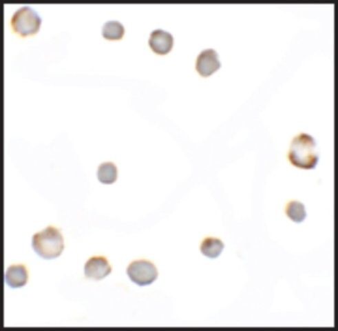 Anti-EGI antibody produced in rabbit