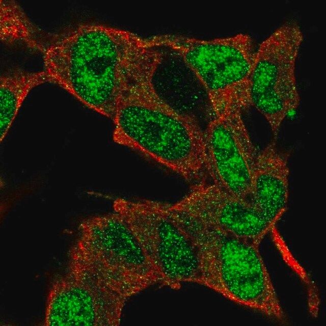 Anti-E2F3 antibody produced in rabbit