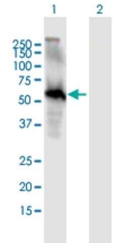 Anti-EGFL6 antibody produced in mouse