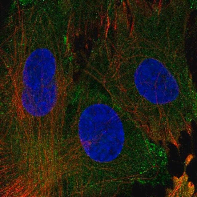 Anti-EHD1 antibody produced in rabbit