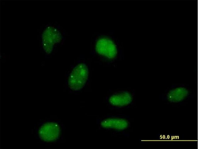 Anti-E4F1 antibody produced in mouse