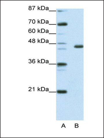 Anti-EGR4 antibody produced in rabbit