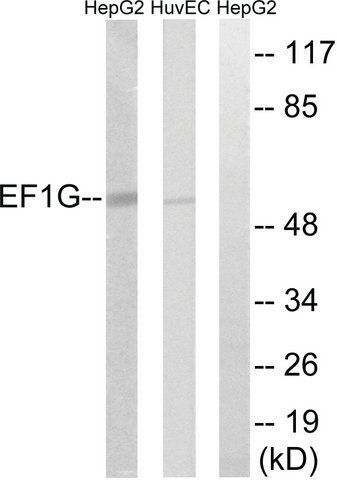 Anti-eEF1G antibody produced in rabbit