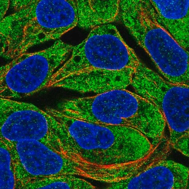 Anti-EGLN3 antibody produced in rabbit