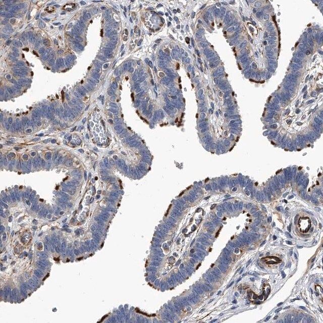 Anti-EFCAB7 antibody produced in rabbit