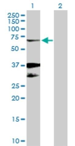 Anti-EGR2 antibody produced in rabbit