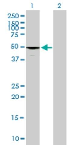 Anti-EFHA1 antibody produced in mouse