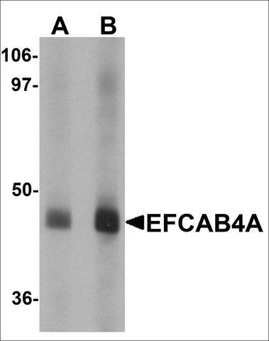 Anti-EFCAB4A antibody produced in rabbit