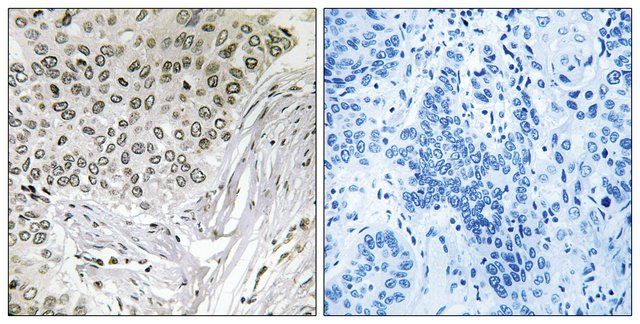 Anti-EFTUD2 antibody produced in rabbit