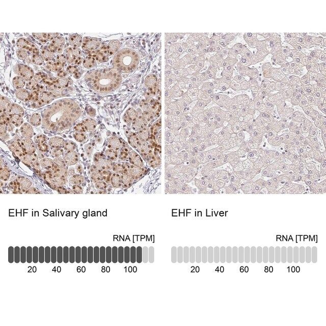 Anti-EHF antibody produced in rabbit