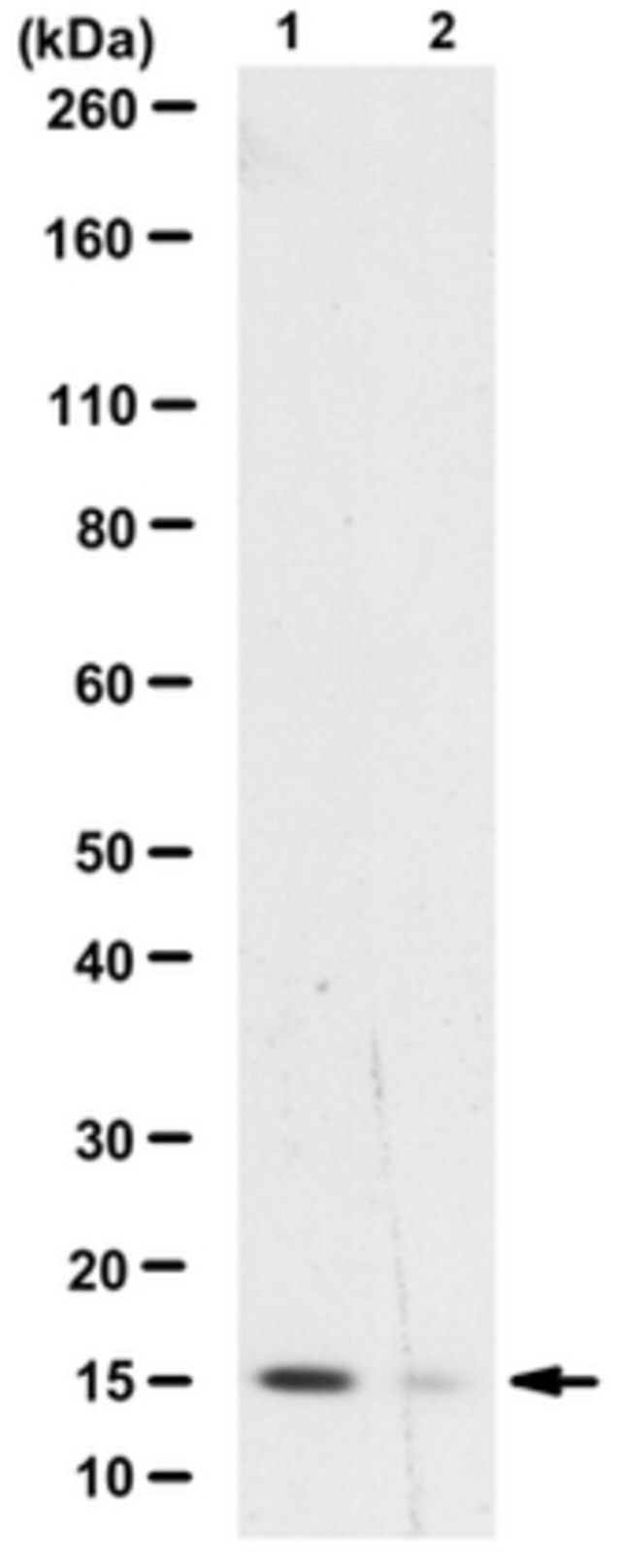 Anti-dimethyl-phospho Histone H3 (Lys9/27)/(Ser10/28) Antibody, clone 51TA-2H12