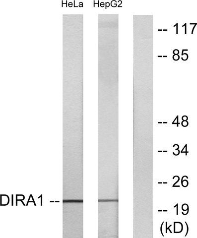 Anti-DIRA1 antibody produced in rabbit