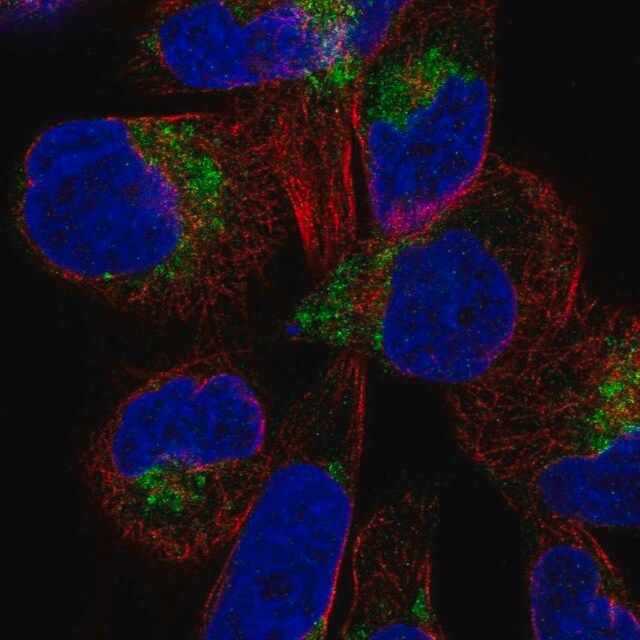 Anti-DIRC2 antibody produced in rabbit