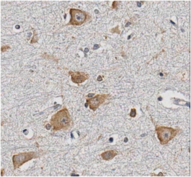 Anti-DISC1 Antibody, clone 3D4