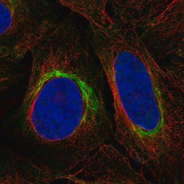 Anti-DISC1 antibody produced in rabbit