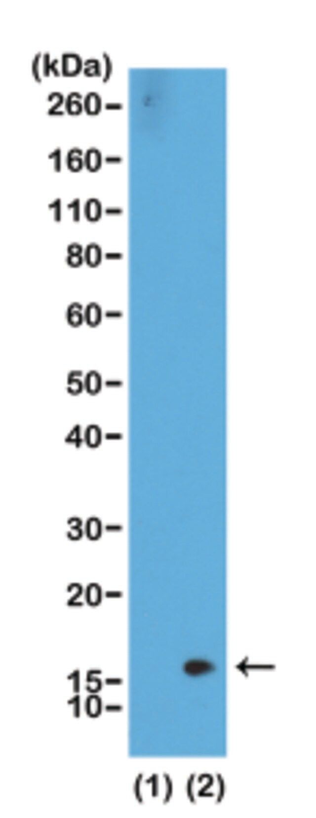 Anti-Dimethyl-Histone H3 (Lys36) antibody, Rabbit monoclonal