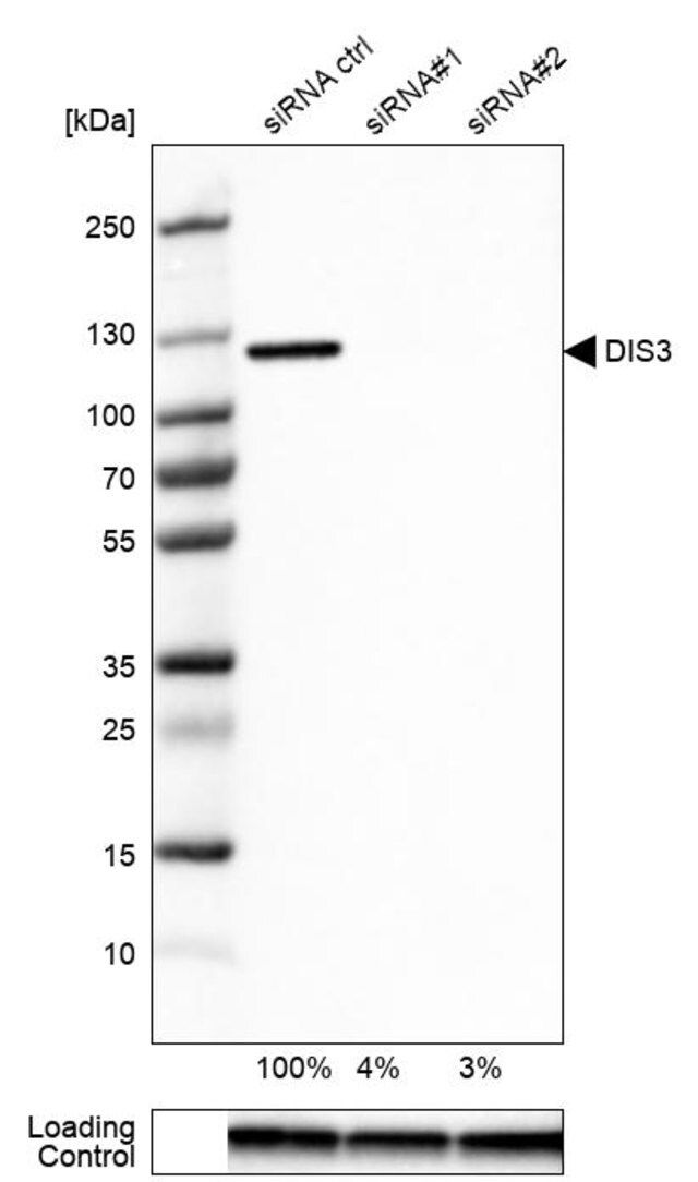 Anti-DIS3 antibody produced in rabbit