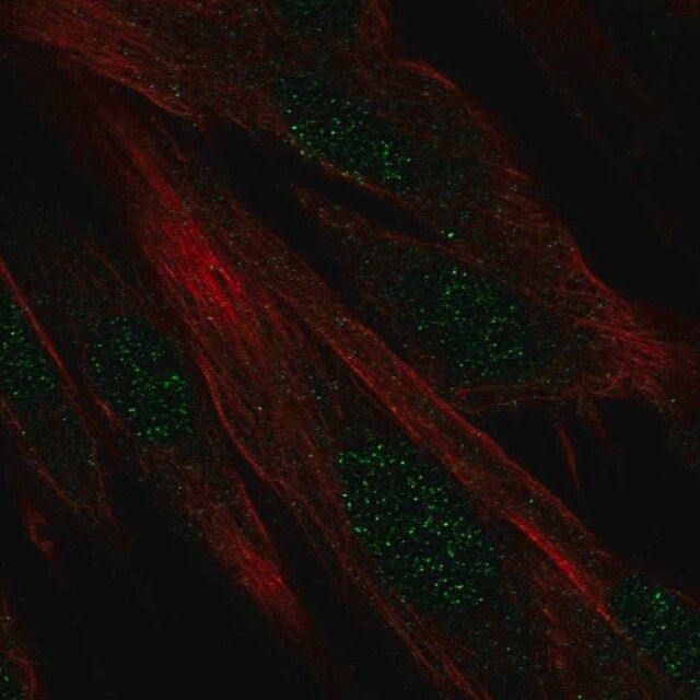 Anti-DIRC1 antibody produced in rabbit