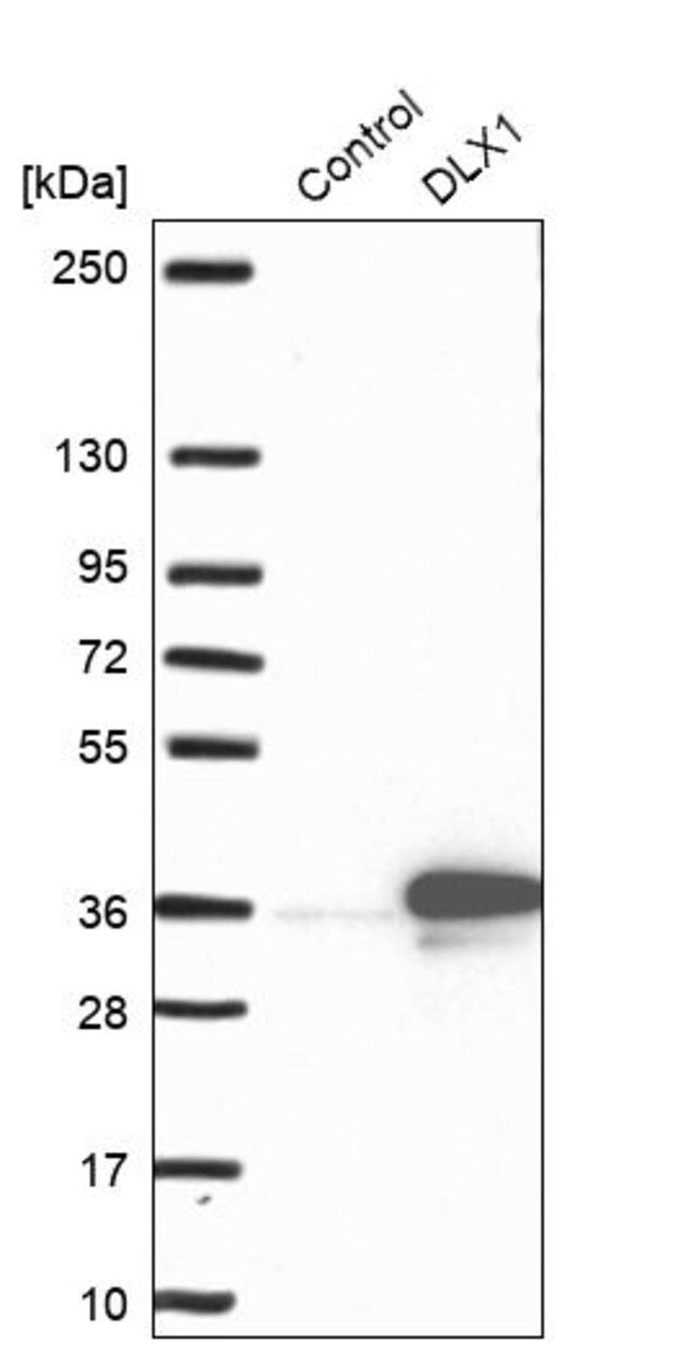 Anti-DLX1 antibody produced in rabbit