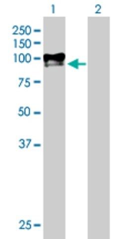 Anti-DKFZP586H2123 antibody produced in mouse