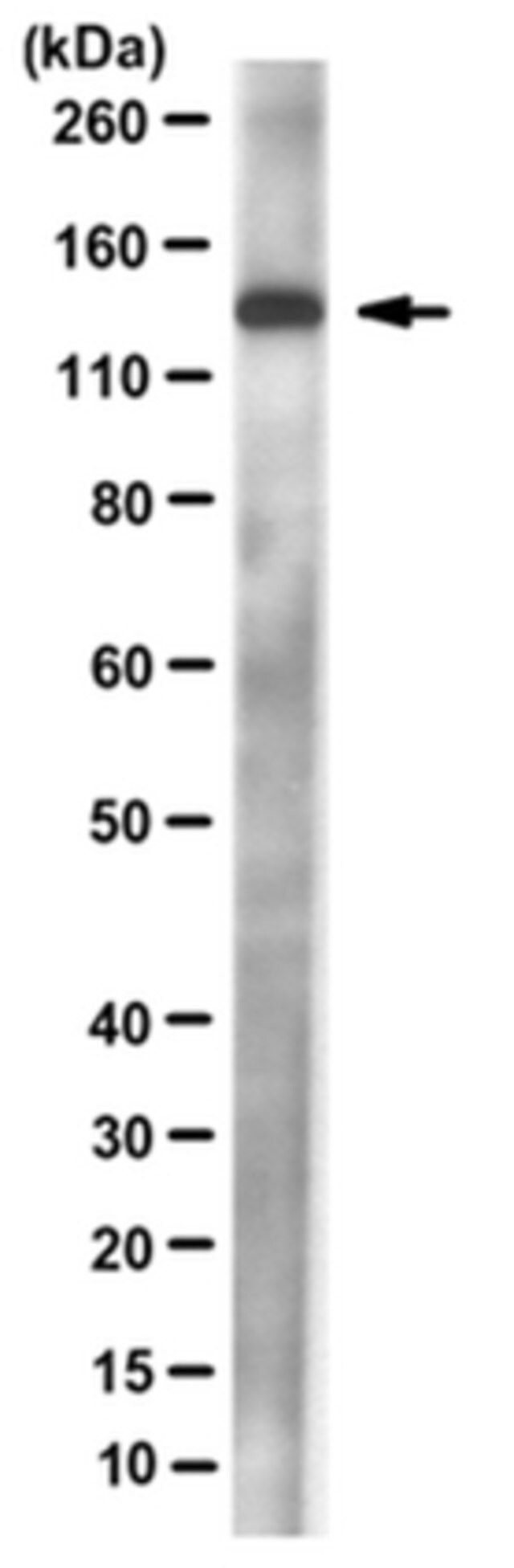 Anti-DNA polymerase delta p125 Antibody, clone 11E10.1