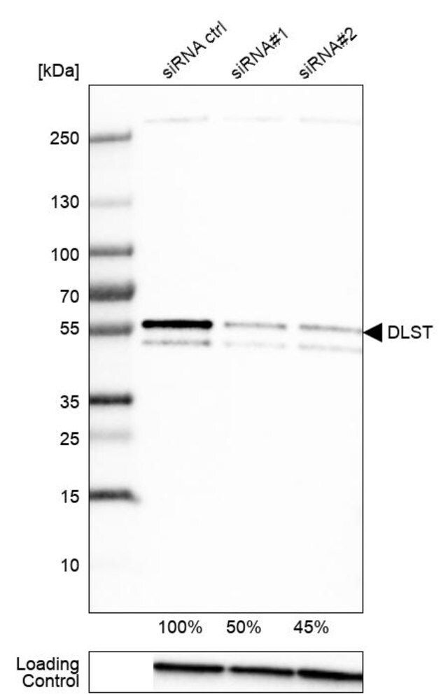 Anti-DLST antibody produced in rabbit