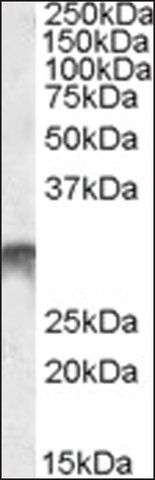 Anti-DLX5 antibody produced in goat