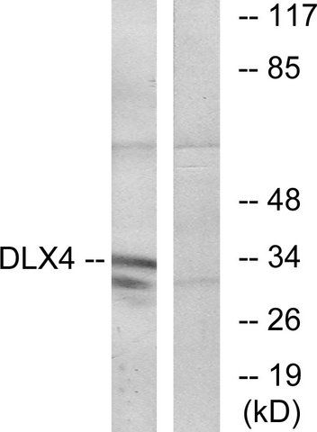 Anti-DLX4 antibody produced in rabbit