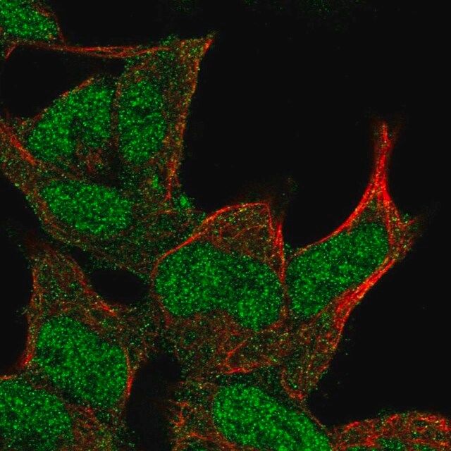 Anti-DMAP1 antibody produced in rabbit