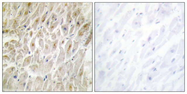 Anti-DLX3 antibody produced in rabbit