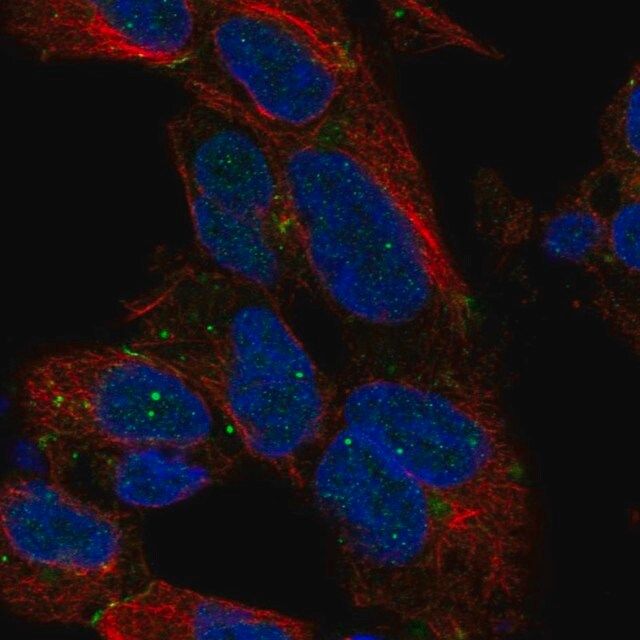 Anti-DLX1 antibody produced in rabbit