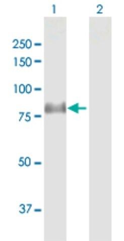 Anti-DLL1 antibody produced in rabbit