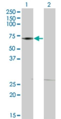 ANTI-DMAP1 antibody produced in mouse