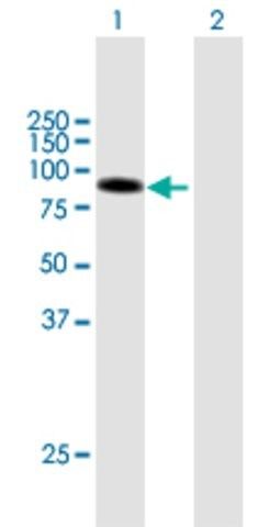 Anti-DLL1 antibody produced in mouse