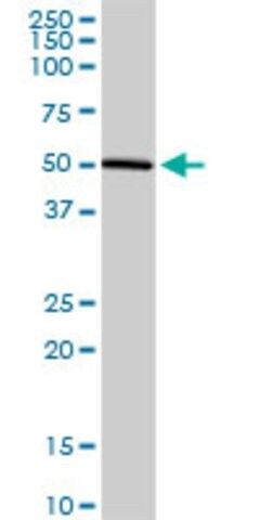 Anti-DLK1 antibody produced in rabbit