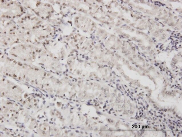 ANTI-DLX5 antibody produced in mouse