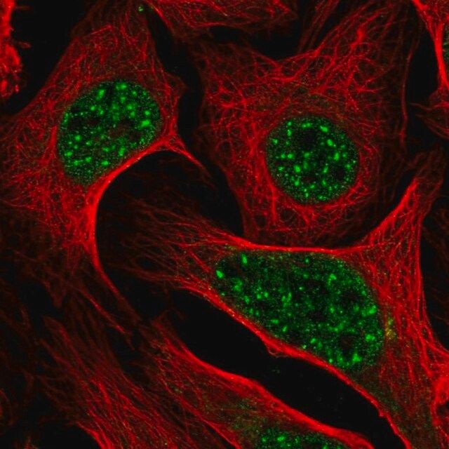 Anti-DLX2 antibody produced in rabbit