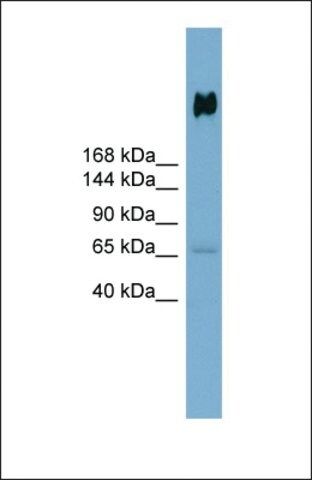 Anti-DMBT1 antibody produced in rabbit