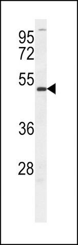 ANTI-DMRT3 (C-TERM) antibody produced in rabbit