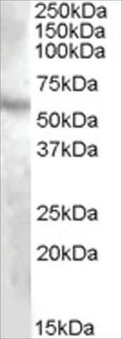 Anti-DMP1 antibody produced in goat