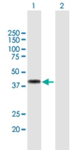 Anti-DMBX1 antibody produced in mouse