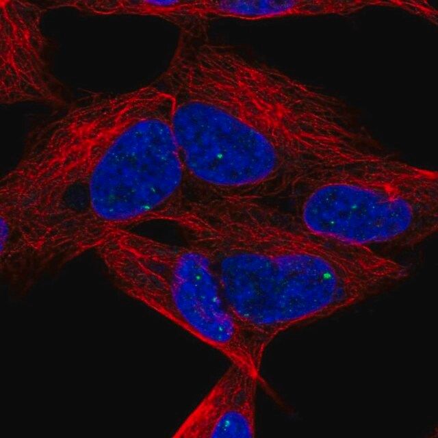 Anti-DLX6 antibody produced in rabbit