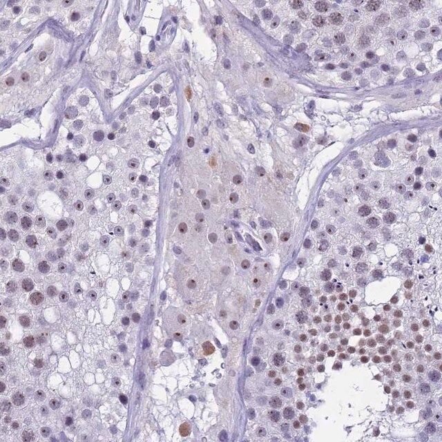 Anti-DMRTC2 antibody produced in rabbit